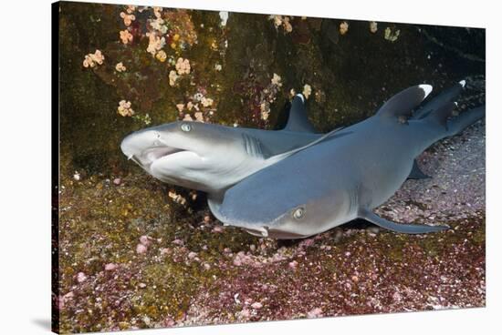 Whitetip Reef Shark (Triaenodon Obesus)-Reinhard Dirscherl-Stretched Canvas