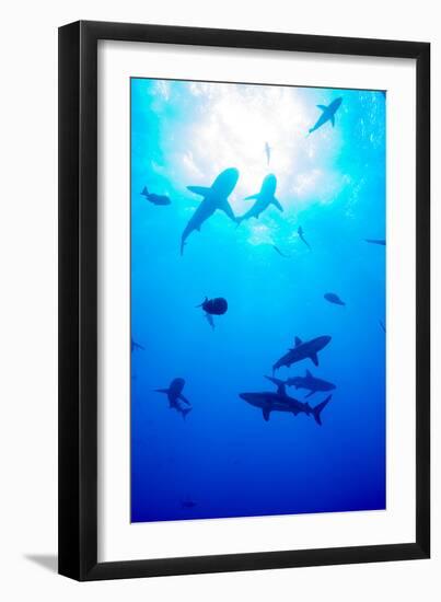 Whitetip Reef Shark (Triaenodon Obesus)-Louise Murray-Framed Photographic Print