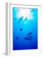 Whitetip Reef Shark (Triaenodon Obesus)-Louise Murray-Framed Photographic Print