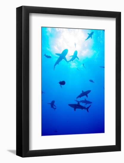 Whitetip Reef Shark (Triaenodon Obesus)-Louise Murray-Framed Photographic Print