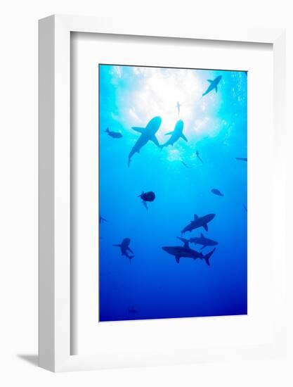 Whitetip Reef Shark (Triaenodon Obesus)-Louise Murray-Framed Photographic Print