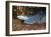 Whitetip Reef Shark (Triaenodon Obesus)-Reinhard Dirscherl-Framed Photographic Print