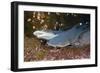 Whitetip Reef Shark (Triaenodon Obesus)-Reinhard Dirscherl-Framed Photographic Print