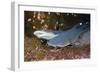 Whitetip Reef Shark (Triaenodon Obesus)-Reinhard Dirscherl-Framed Photographic Print