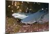 Whitetip Reef Shark (Triaenodon Obesus)-Reinhard Dirscherl-Mounted Photographic Print