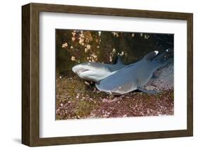 Whitetip Reef Shark (Triaenodon Obesus)-Reinhard Dirscherl-Framed Photographic Print