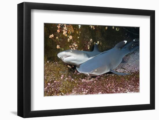 Whitetip Reef Shark (Triaenodon Obesus)-Reinhard Dirscherl-Framed Photographic Print