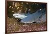 Whitetip Reef Shark (Triaenodon Obesus)-Reinhard Dirscherl-Framed Photographic Print