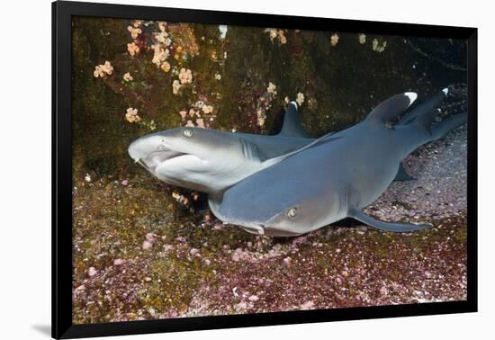 Whitetip Reef Shark (Triaenodon Obesus)-Reinhard Dirscherl-Framed Photographic Print