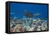 Whitetip Reef Sharks (Triaenodon Obesus) and Giant Trevally (Caranx Ignobilis) Hunting Together Ove-Reinhard Dirscherl-Framed Stretched Canvas