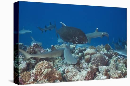 Whitetip Reef Sharks (Triaenodon Obesus) and Giant Trevally (Caranx Ignobilis) Hunting Together Ove-Reinhard Dirscherl-Stretched Canvas