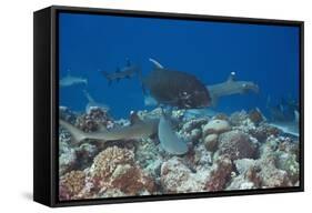 Whitetip Reef Sharks (Triaenodon Obesus) and Giant Trevally (Caranx Ignobilis) Hunting Together Ove-Reinhard Dirscherl-Framed Stretched Canvas