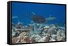 Whitetip Reef Sharks (Triaenodon Obesus) and Giant Trevally (Caranx Ignobilis) Hunting Together Ove-Reinhard Dirscherl-Framed Stretched Canvas