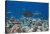 Whitetip Reef Sharks (Triaenodon Obesus) and Giant Trevally (Caranx Ignobilis) Hunting Together Ove-Reinhard Dirscherl-Stretched Canvas