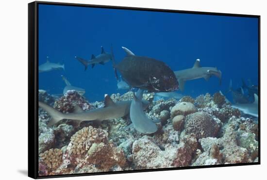 Whitetip Reef Sharks (Triaenodon Obesus) and Giant Trevally (Caranx Ignobilis) Hunting Together Ove-Reinhard Dirscherl-Framed Stretched Canvas