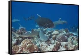 Whitetip Reef Sharks (Triaenodon Obesus) and Giant Trevally (Caranx Ignobilis) Hunting Together Ove-Reinhard Dirscherl-Framed Stretched Canvas