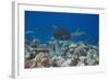 Whitetip Reef Sharks (Triaenodon Obesus) and Giant Trevally (Caranx Ignobilis) Hunting Together Ove-Reinhard Dirscherl-Framed Photographic Print