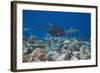 Whitetip Reef Sharks (Triaenodon Obesus) and Giant Trevally (Caranx Ignobilis) Hunting Together Ove-Reinhard Dirscherl-Framed Photographic Print