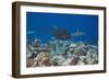 Whitetip Reef Sharks (Triaenodon Obesus) and Giant Trevally (Caranx Ignobilis) Hunting Together Ove-Reinhard Dirscherl-Framed Photographic Print