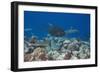 Whitetip Reef Sharks (Triaenodon Obesus) and Giant Trevally (Caranx Ignobilis) Hunting Together Ove-Reinhard Dirscherl-Framed Photographic Print