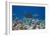 Whitetip Reef Sharks (Triaenodon Obesus) and Giant Trevally (Caranx Ignobilis) Hunting Together Ove-Reinhard Dirscherl-Framed Photographic Print