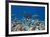 Whitetip Reef Sharks (Triaenodon Obesus) and Giant Trevally (Caranx Ignobilis) Hunting Together Ove-Reinhard Dirscherl-Framed Photographic Print