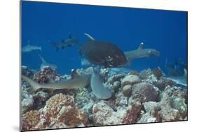 Whitetip Reef Sharks (Triaenodon Obesus) and Giant Trevally (Caranx Ignobilis) Hunting Together Ove-Reinhard Dirscherl-Mounted Photographic Print