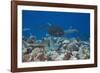 Whitetip Reef Sharks (Triaenodon Obesus) and Giant Trevally (Caranx Ignobilis) Hunting Together Ove-Reinhard Dirscherl-Framed Photographic Print