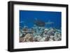 Whitetip Reef Sharks (Triaenodon Obesus) and Giant Trevally (Caranx Ignobilis) Hunting Together Ove-Reinhard Dirscherl-Framed Photographic Print