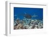 Whitetip Reef Sharks (Triaenodon Obesus) and Giant Trevally (Caranx Ignobilis) Hunting Together Ove-Reinhard Dirscherl-Framed Photographic Print