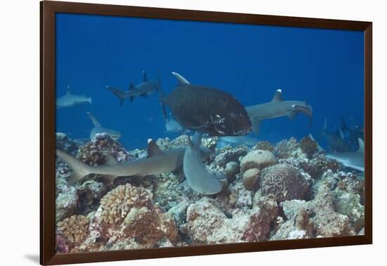 Whitetip Reef Sharks (Triaenodon Obesus) and Giant Trevally (Caranx Ignobilis) Hunting Together Ove-Reinhard Dirscherl-Framed Photographic Print