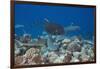 Whitetip Reef Sharks (Triaenodon Obesus) and Giant Trevally (Caranx Ignobilis) Hunting Together Ove-Reinhard Dirscherl-Framed Photographic Print