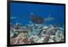 Whitetip Reef Sharks (Triaenodon Obesus) and Giant Trevally (Caranx Ignobilis) Hunting Together Ove-Reinhard Dirscherl-Framed Photographic Print