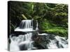 Whitewater Creek Falls, Willamette National Forest, Oregon, USA-Stuart Westmorland-Stretched Canvas