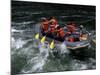 Whitewater Rafting in Salmon River, Idaho, USA-Bill Bachmann-Mounted Photographic Print