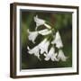 Whitewood II-Bill Philip-Framed Giclee Print