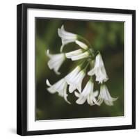 Whitewood II-Bill Philip-Framed Giclee Print