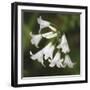 Whitewood II-Bill Philip-Framed Giclee Print