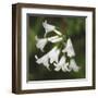 Whitewood II-Bill Philip-Framed Giclee Print