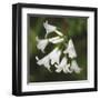 Whitewood II-Bill Philip-Framed Giclee Print