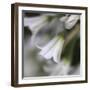 Whitewood III-Bill Philip-Framed Giclee Print