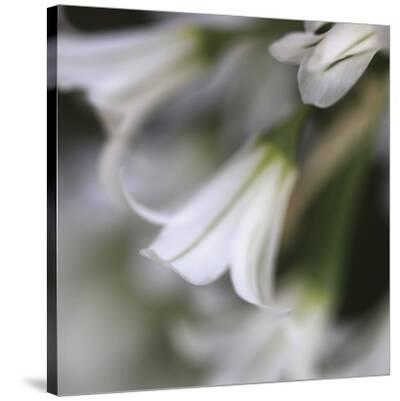 'Whitewood III' Stretched Canvas Print Bill Philip