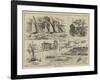 Whitstable Regatta-null-Framed Giclee Print