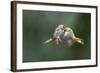 Who Has the Hardest Head?-Marco Redaelli-Framed Photographic Print