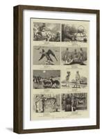 Who Killed the Tiger?-null-Framed Giclee Print