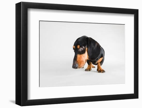 Who, Me?-Susan Sabo-Framed Photographic Print