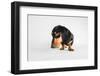 Who, Me?-Susan Sabo-Framed Photographic Print