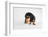 Who, Me?-Susan Sabo-Framed Photographic Print