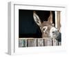 Who's There?-Hawlan-Framed Art Print