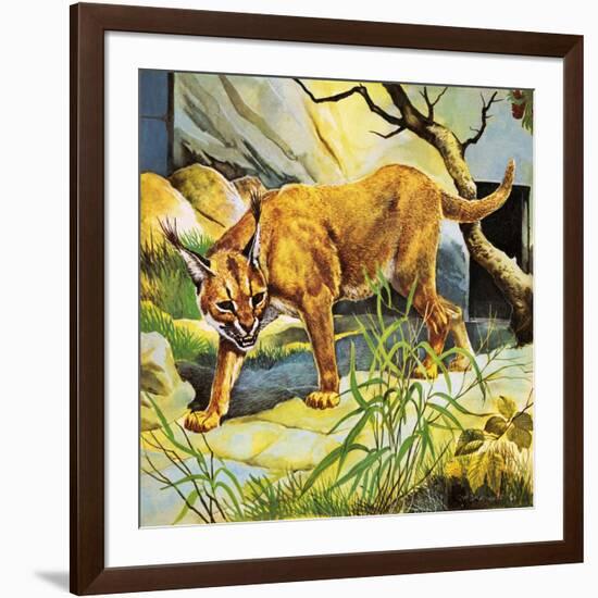 Who's Who in the Zoo: the King's Pet Cat-G. W Backhouse-Framed Giclee Print